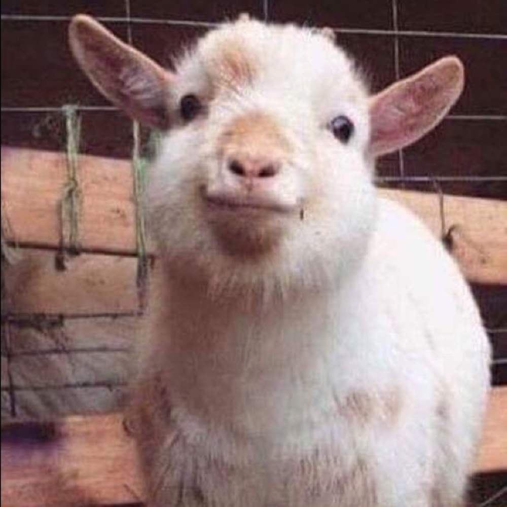 Meet your Posher, Edgar